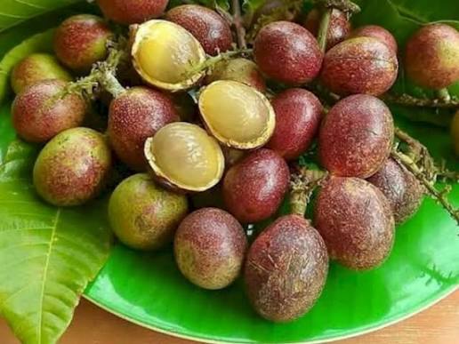 Matoa Fruit Plants — Exotic Fruits sapling available at Agro Nursery Garden